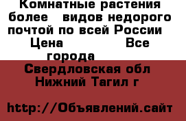 Комнатные растения более200видов недорого почтой по всей России › Цена ­ 100-500 - Все города  »    . Свердловская обл.,Нижний Тагил г.